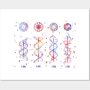 B-A-C-Z DNA Posters and Art